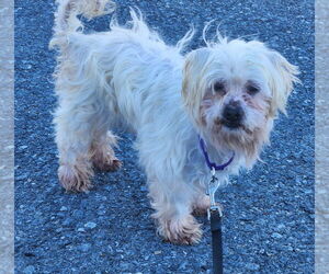 Silkese Dogs for adoption in Walnutport, PA, USA