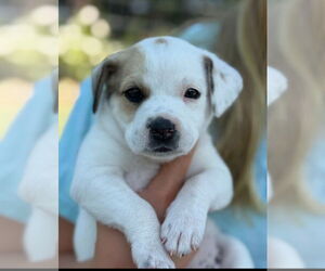 Labrador Retriever-Unknown Mix Dogs for adoption in Dana Point, CA, USA