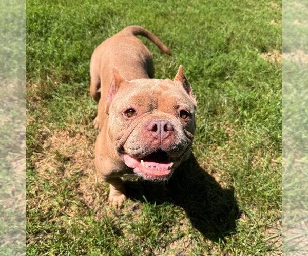 Medium Photo #6 American Bulldog-Unknown Mix Puppy For Sale in Muskegon, MI, USA