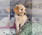 Small Photo #5 Goldendoodle Puppy For Sale in SEVERANCE, CO, USA