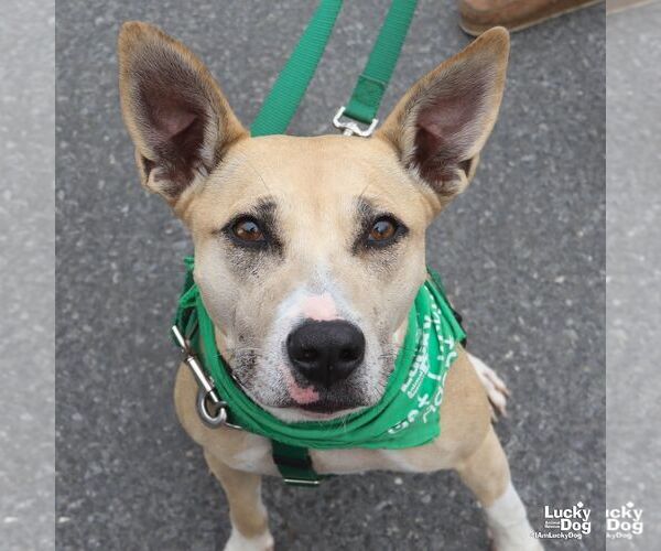 Medium Photo #4 Mutt Puppy For Sale in Washington, DC, USA