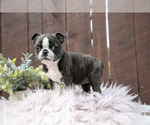 Small #1 Boston Terrier