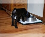 Small Photo #6 Cane Corso Puppy For Sale in INDIANAPOLIS, IN, USA