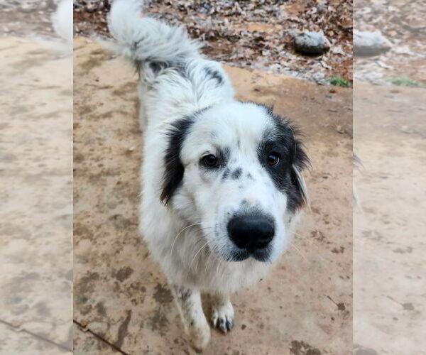 Medium Photo #2 Great Pyrenees-Unknown Mix Puppy For Sale in Thomasville, NC, USA