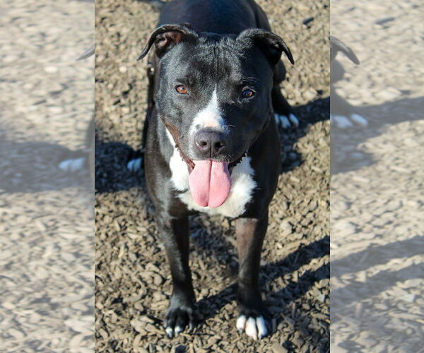 Medium Photo #1 American Pit Bull Terrier Puppy For Sale in Petaluma, CA, USA