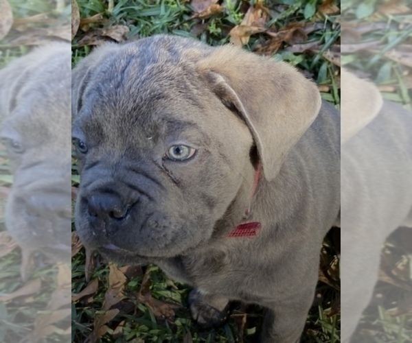 Medium Photo #2 Cane Corso Puppy For Sale in FLORENCE, MS, USA