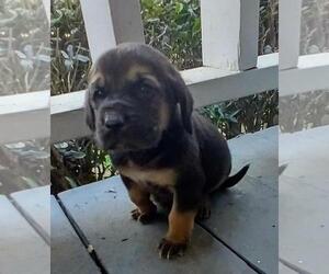 Bloodhound Puppy for sale in NEWNAN, GA, USA