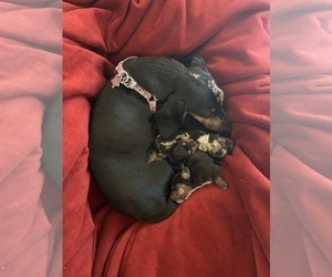 Dachshund Puppy for sale in SEDONA, AZ, USA