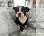 Puppy Lilly Boston Terrier