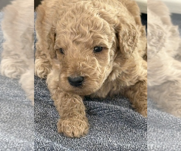 Medium Photo #5 Goldendoodle (Miniature) Puppy For Sale in ALBEMARLE, NC, USA