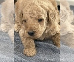 Small #4 Goldendoodle (Miniature)