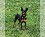 Small Photo #1 Miniature Pinscher Puppy For Sale in OLATHE, KS, USA