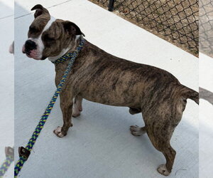 26-270 Paulie - Male Mutt Dog for Adoption - Photo #2