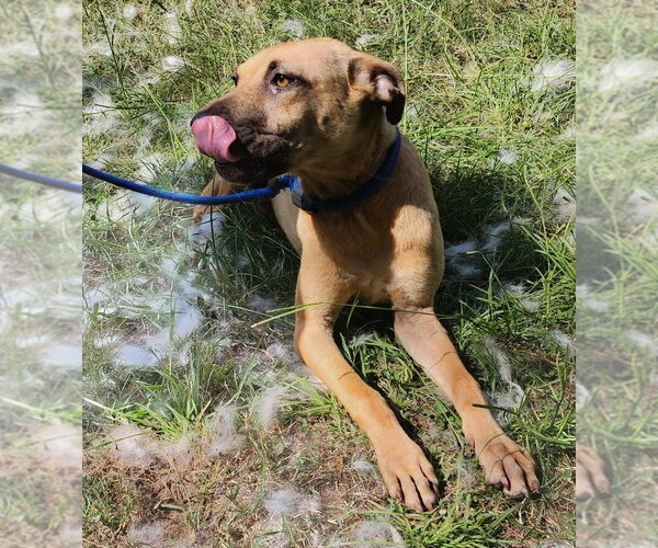 Medium Photo #2 American Pit Bull Terrier-Unknown Mix Puppy For Sale in Wetumpka, AL, USA
