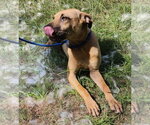 Small #1 American Pit Bull Terrier Mix