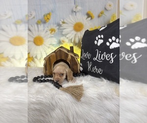 Cocker Spaniel Puppy for sale in RIPLEY, MS, USA