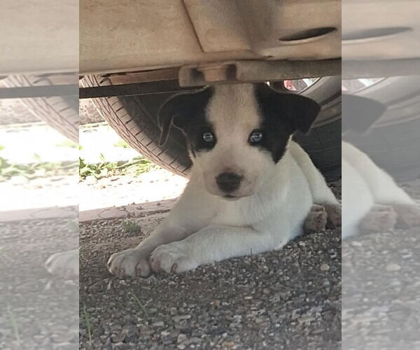 Medium Photo #3 Mutt Puppy For Sale in Grafton, WI, USA