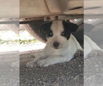 Small #2 Mutt