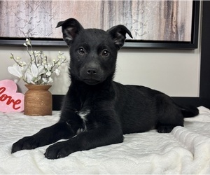 Border Collie Puppy for sale in FRANKLIN, IN, USA