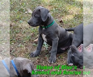 American Pit Bull Terrier Puppy for sale in DELAWARE, OH, USA
