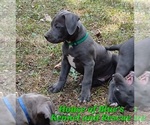 Image preview for Ad Listing. Nickname: Green Male