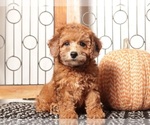 Small #2 Poodle (Toy)