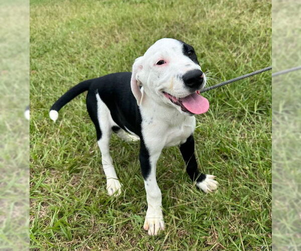 Medium Photo #1 Pointer-Unknown Mix Puppy For Sale in Tarrytown, GA, USA