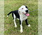 Small Pointer Mix