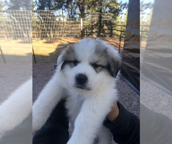 Medium Photo #13 Great Pyrenees Puppy For Sale in WOODLAND PARK, CO, USA