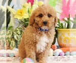 Puppy Stetson Bernedoodle (Miniature)
