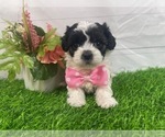 Puppy Molly Maltese-Poodle (Toy) Mix