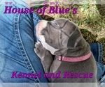 Small #11 American Pit Bull Terrier