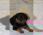 Small Photo #1 Rottweiler Puppy For Sale in CELE, TX, USA