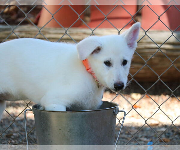 Medium Photo #1 German Shepherd Dog Puppy For Sale in San Diego, CA, USA