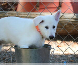 German Shepherd Dog Dogs for adoption in San Diego, CA, USA