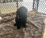 Small #4 Labradoodle