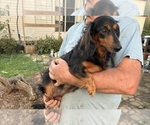Small Photo #1 Dachshund Puppy For Sale in GARRETT, PA, USA
