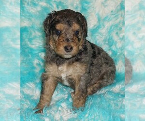 Labradoodle Puppy for sale in LA HABRA, CA, USA