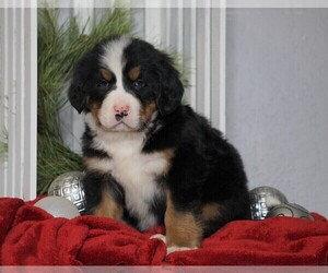 Bernese Mountain Dog Puppy for sale in FREDERICKSBG, OH, USA