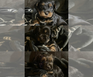 Yorkshire Terrier Puppy for sale in LOWELL, MA, USA