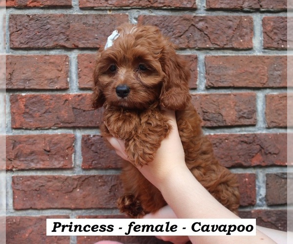 Medium Photo #4 Cavapoo (Miniature) Puppy For Sale in CLARKRANGE, TN, USA