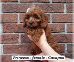 Small #3 Cavapoo (Miniature)