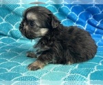 Small Photo #4 ShihPoo Puppy For Sale in SILEX, MO, USA