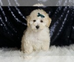 Puppy Mochi Maltipoo (Miniature)