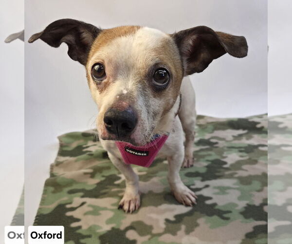 Medium Photo #2 Beagle-Chihuahua Mix Puppy For Sale in Princeton, MN, USA