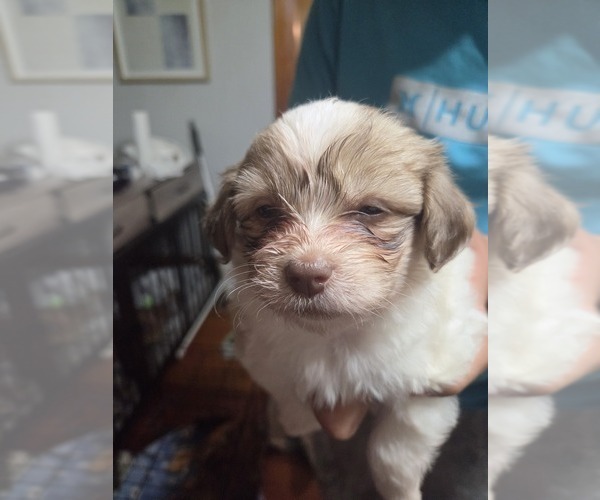 Medium Photo #36 Maltipom-Pomeranian Mix Puppy For Sale in HUDSON, MA, USA