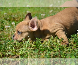French Bulldog Puppy for sale in ERIAL, NJ, USA
