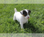 Small #1 Jack-Rat Terrier