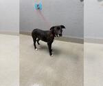 Small American Pit Bull Terrier Mix