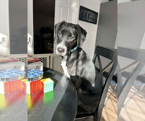 Labrador Retriever-Unknown Mix Dogs for adoption in Springdale, PA, USA